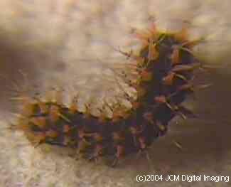 Hyalophora euryalus (Ceanothus Silk Moth) images, rearing, larvae, pupae, cocoons, and documentary