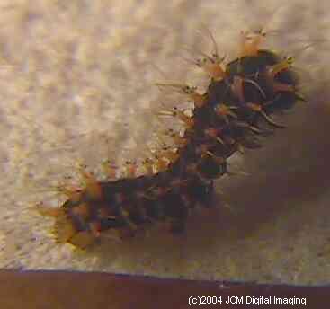 Hyalophora euryalus (Ceanothus Silk Moth) images, rearing, larvae, pupae, cocoons, and documentary
