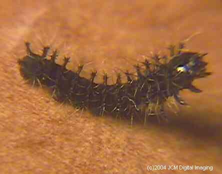 Hyalophora euryalus (Ceanothus Silk Moth) images, rearing, larvae, pupae, cocoons, and documentary