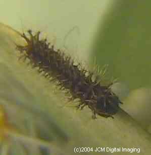 Hyalophora euryalus (Ceanothus Silk Moth) images, rearing, larvae, pupae, cocoons, and documentary