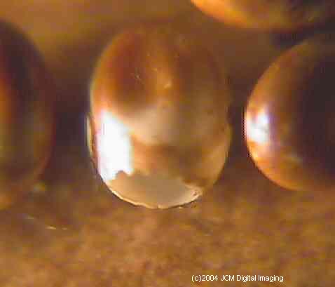 Hyalophora euryalus (Ceanothus Silk Moth) images, rearing, larvae, pupae, cocoons, and documentary