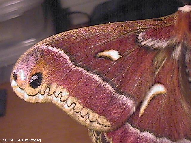Hyalophora euryalus (Ceanothus Silk Moth) images, rearing, larvae, pupae, cocoons, and documentary