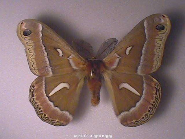 Hyalophora euryalus (Ceanothus Silk Moth) images, rearing, larvae, pupae, cocoons, and documentary