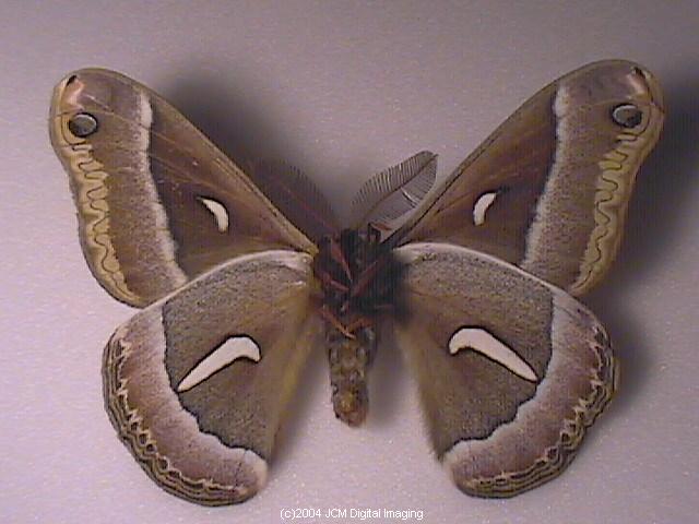 Hyalophora euryalus (Ceanothus Silk Moth) images, rearing, larvae, pupae, cocoons, and documentary