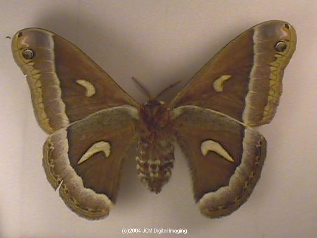 Hyalophora euryalus (Ceanothus Silk Moth) images, rearing, larvae, pupae, cocoons, and documentary