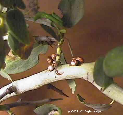 Hyalophora euryalus (Ceanothus Silk Moth) images, rearing, larvae, pupae, cocoons, and documentary