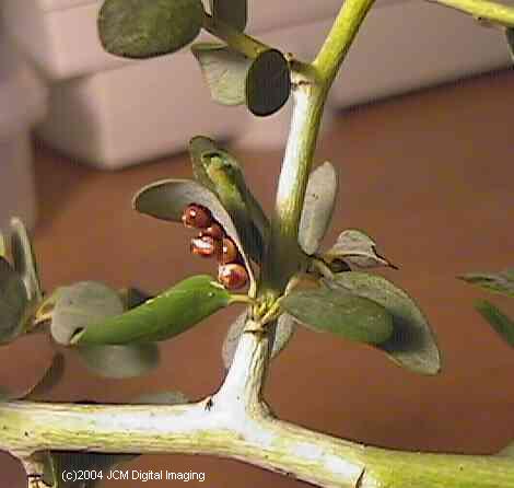Hyalophora euryalus (Ceanothus Silk Moth) images, rearing, larvae, pupae, cocoons, and documentary