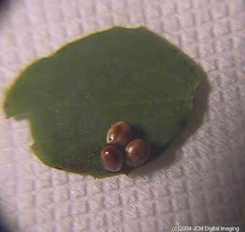 Hyalophora euryalus (Ceanothus Silk Moth) images, rearing, larvae, pupae, cocoons, and documentary