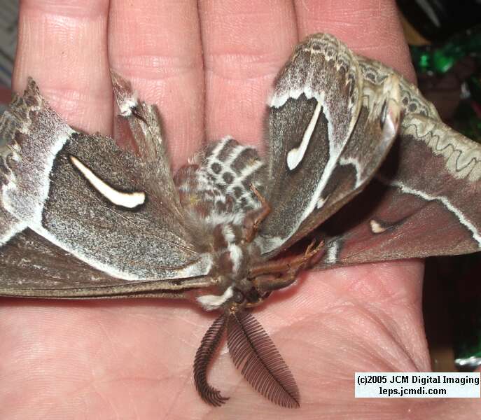 Hyalophora euryalus (Ceanothus Silk Moth) images, rearing, larvae, pupae, cocoons, and documentary