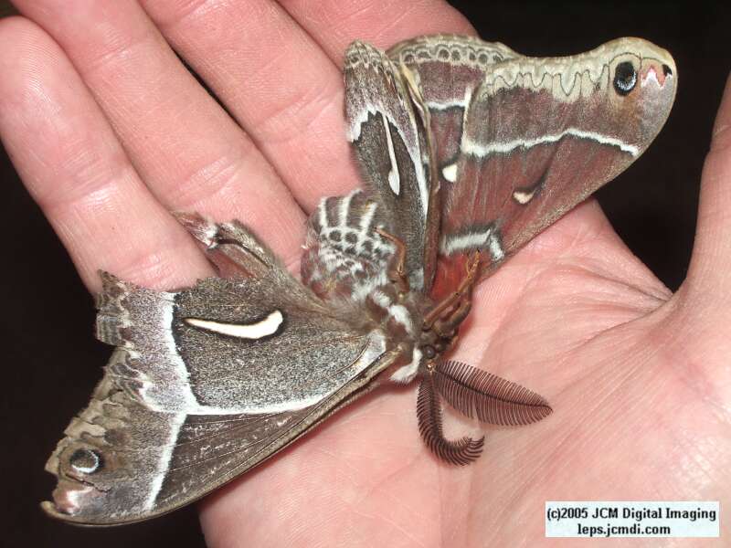 Hyalophora euryalus (Ceanothus Silk Moth) images, rearing, larvae, pupae, cocoons, and documentary