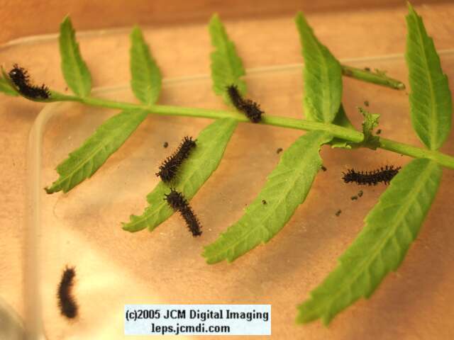 Hyalophora euryalus (Ceanothus Silk Moth) images, rearing, larvae, pupae, cocoons, and documentary