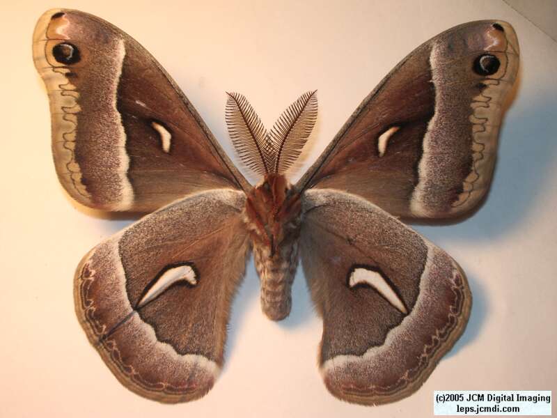 Hyalophora euryalus (Ceanothus Silk Moth) images, rearing, larvae, pupae, cocoons, and documentary