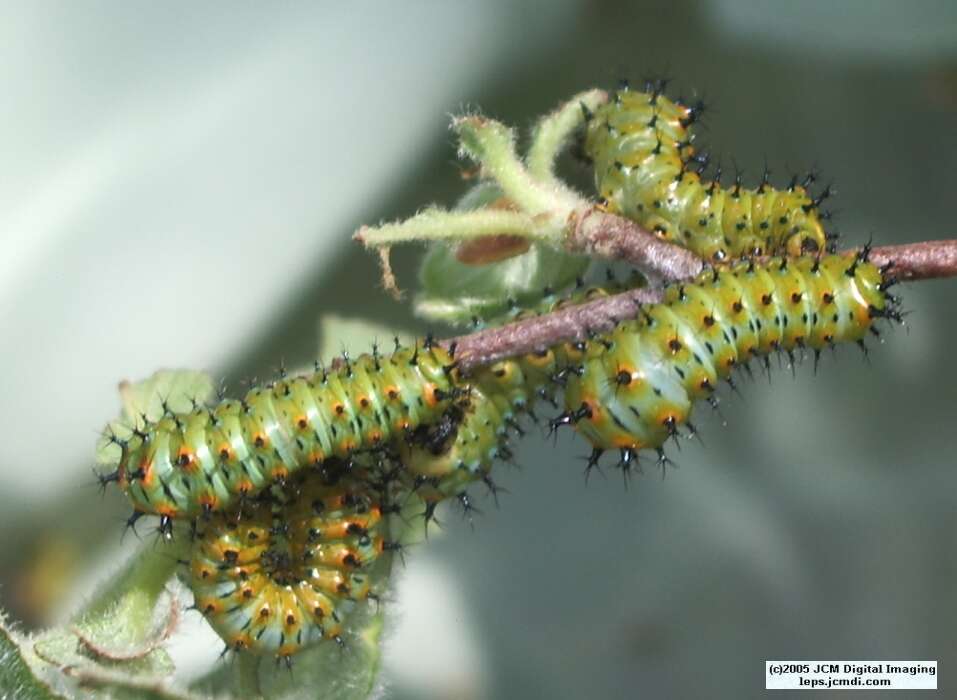 Hyalophora euryalus (Ceanothus Silk Moth) images, rearing, larvae, pupae, cocoons, and documentary