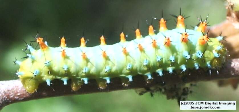 Hyalophora euryalus (Ceanothus Silk Moth) images, rearing, larvae, pupae, cocoons, and documentary