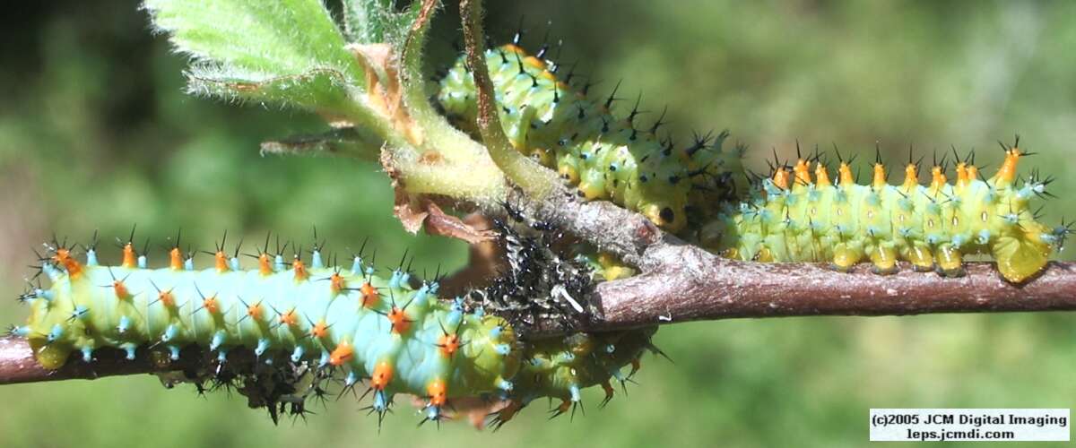 Hyalophora euryalus (Ceanothus Silk Moth) images, rearing, larvae, pupae, cocoons, and documentary