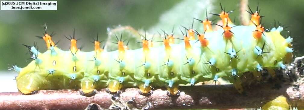 Hyalophora euryalus (Ceanothus Silk Moth) images, rearing, larvae, pupae, cocoons, and documentary