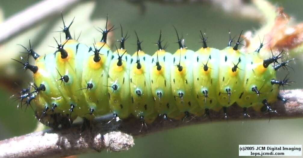 Hyalophora euryalus (Ceanothus Silk Moth) images, rearing, larvae, pupae, cocoons, and documentary