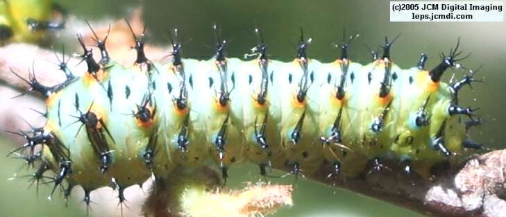 Hyalophora euryalus (Ceanothus Silk Moth) images, rearing, larvae, pupae, cocoons, and documentary