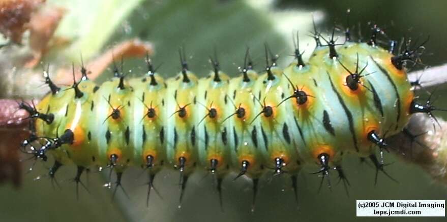Hyalophora euryalus (Ceanothus Silk Moth) images, rearing, larvae, pupae, cocoons, and documentary