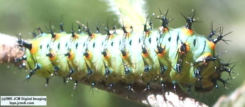 Hyalophora euryalus (Ceanothus Silk Moth) images, rearing, larvae, pupae, cocoons, and documentary
