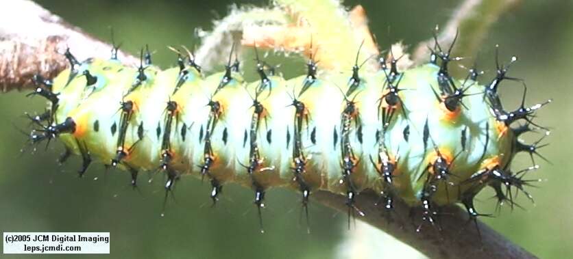Hyalophora euryalus (Ceanothus Silk Moth) images, rearing, larvae, pupae, cocoons, and documentary
