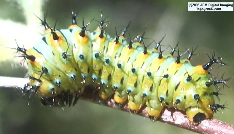 Hyalophora euryalus (Ceanothus Silk Moth) images, rearing, larvae, pupae, cocoons, and documentary