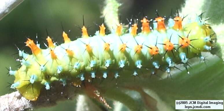 Hyalophora euryalus (Ceanothus Silk Moth) images, rearing, larvae, pupae, cocoons, and documentary