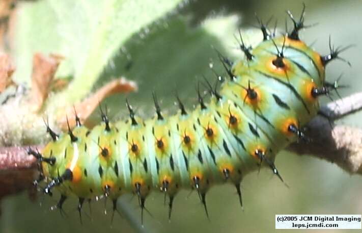 Hyalophora euryalus (Ceanothus Silk Moth) images, rearing, larvae, pupae, cocoons, and documentary