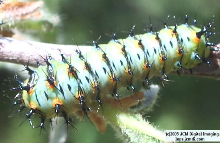 Hyalophora euryalus (Ceanothus Silk Moth) images, rearing, larvae, pupae, cocoons, and documentary