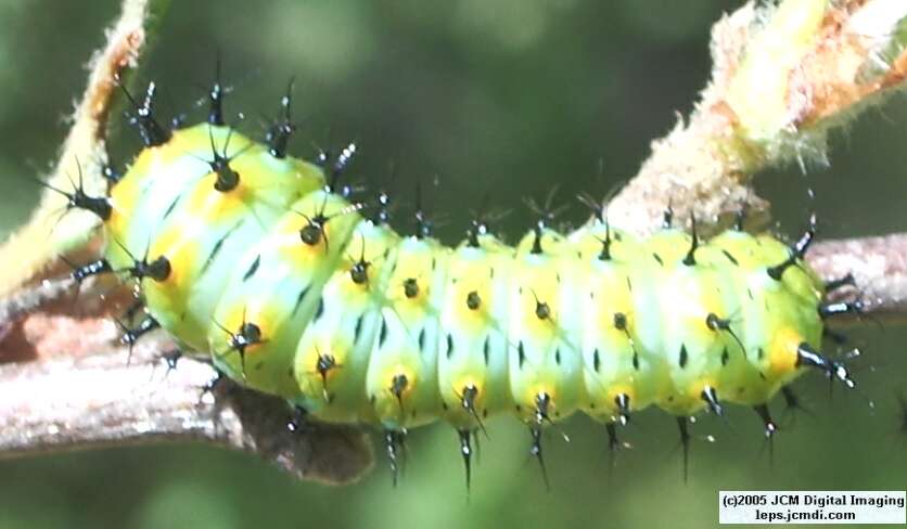Hyalophora euryalus (Ceanothus Silk Moth) images, rearing, larvae, pupae, cocoons, and documentary