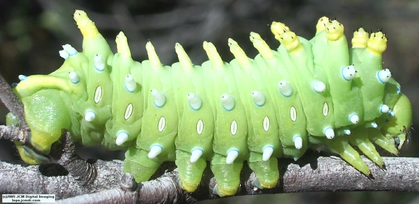 Hyalophora euryalus (Ceanothus Silk Moth) images, rearing, larvae, pupae, cocoons, and documentary