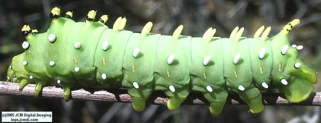 Hyalophora euryalus (Ceanothus Silk Moth) images, rearing, larvae, pupae, cocoons, and documentary
