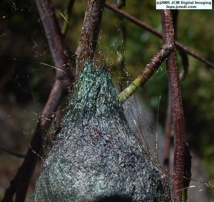 Hyalophora euryalus (Ceanothus Silk Moth) images, rearing, larvae, pupae, cocoons, and documentary