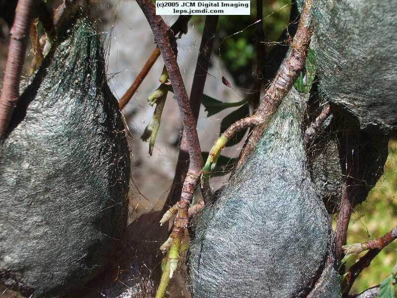 Hyalophora euryalus (Ceanothus Silk Moth) images, rearing, larvae, pupae, cocoons, and documentary