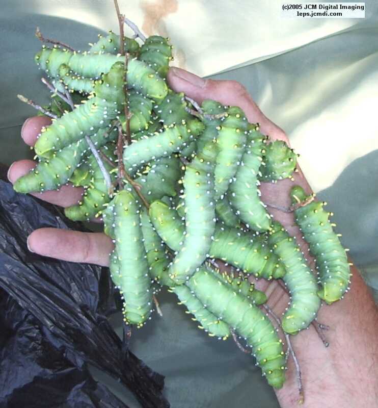 Hyalophora euryalus (Ceanothus Silk Moth) images, rearing, larvae, pupae, cocoons, and documentary
