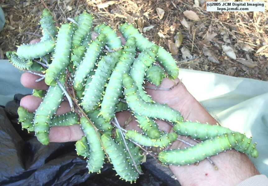 Hyalophora euryalus (Ceanothus Silk Moth) images, rearing, larvae, pupae, cocoons, and documentary