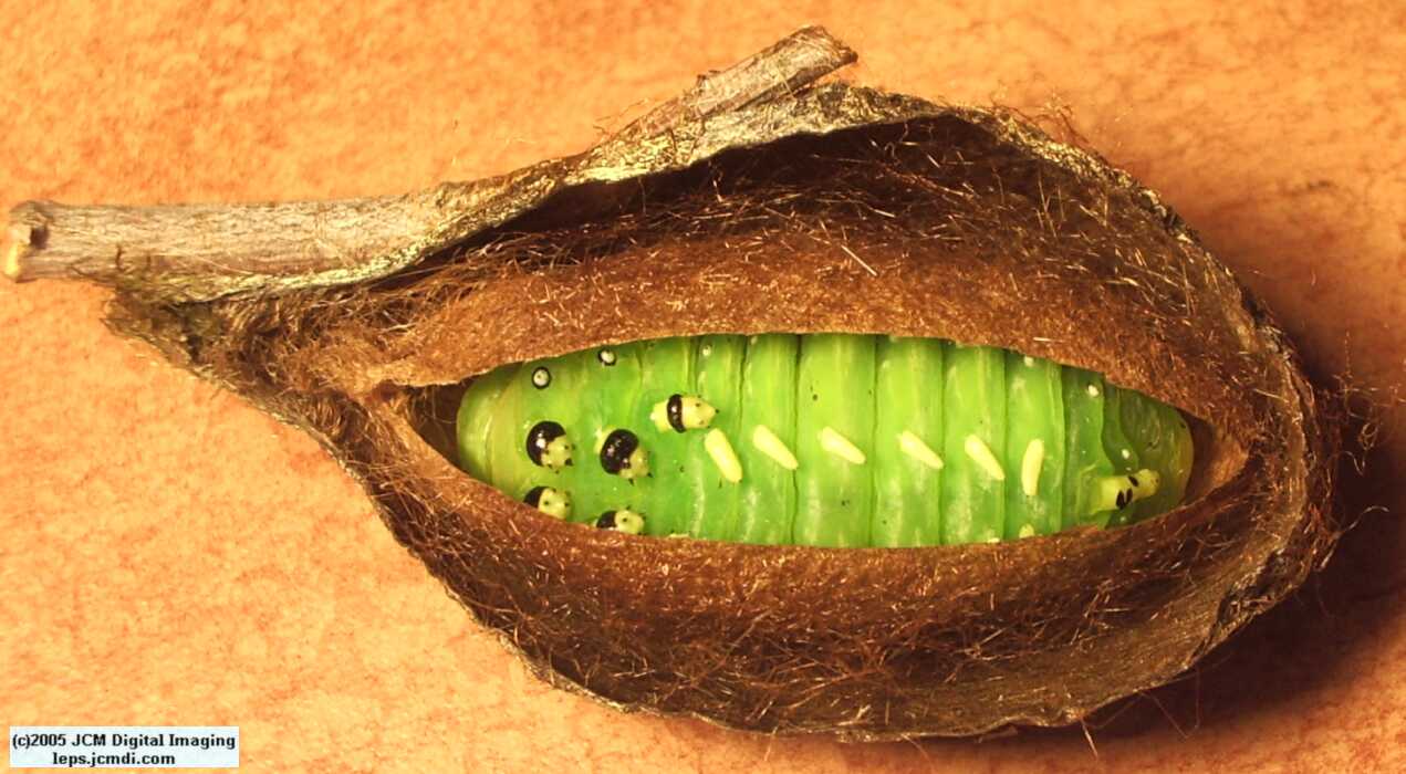 Hyalophora euryalus (Ceanothus Silk Moth) images, rearing, larvae, pupae, cocoons, and documentary