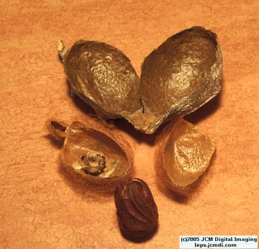Hyalophora euryalus (Ceanothus Silk Moth) images, rearing, larvae, pupae, cocoons, and documentary