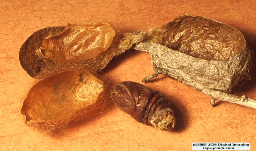 Hyalophora euryalus (Ceanothus Silk Moth) images, rearing, larvae, pupae, cocoons, and documentary