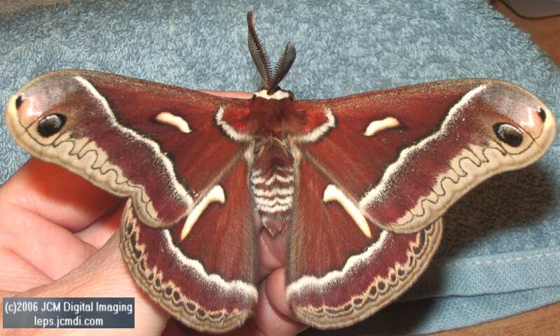 Hyalophora euryalus (Ceanothus Silk Moth) images, rearing, larvae, pupae, cocoons, and documentary