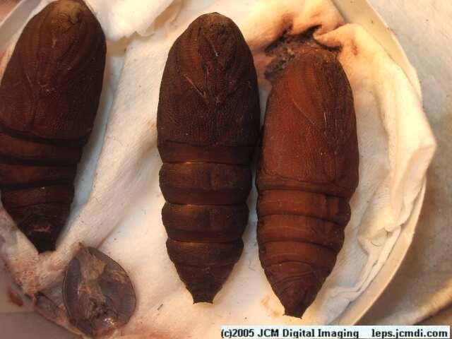 Saturnia mendocino (Mendocino Silkmoth) photos and rearing documentary JCMDI.COM