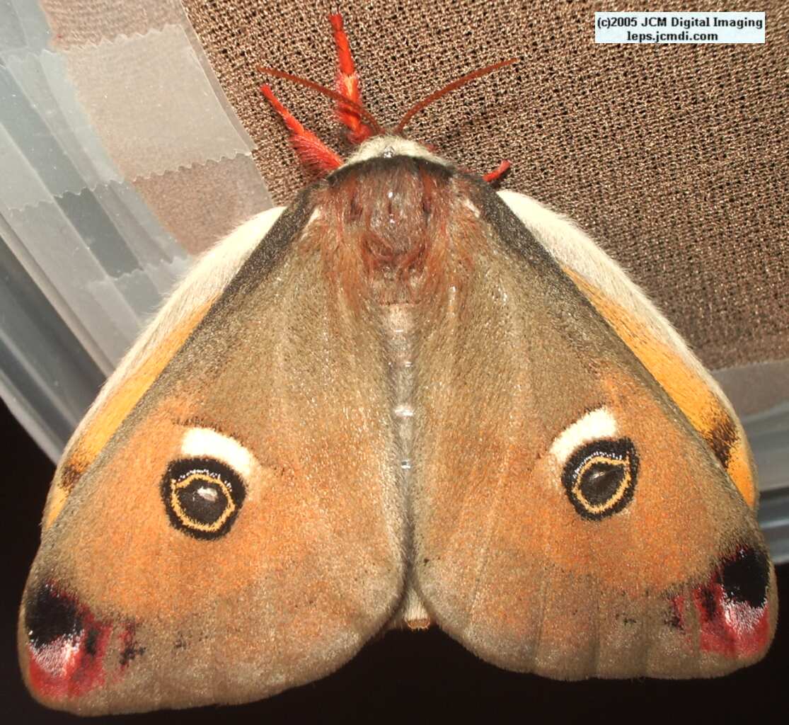 Saturnia mendocino (Mendocino Silk Moth) photos and rearing documentary JCMDI.COM