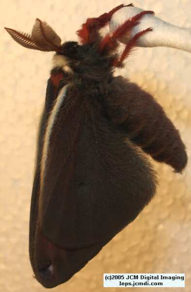 Saturnia mendocino (Mendocino Silk Moth) photos and rearing documentary JCMDI.COM