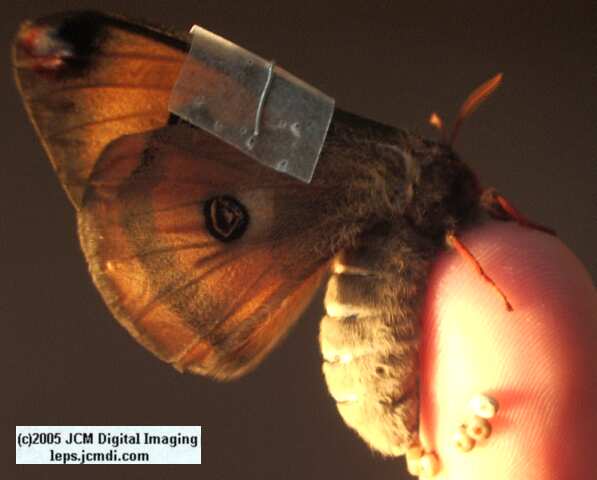 Saturnia mendocino (Mendocino Silkmoth) photos and rearing documentary JCMDI.COM