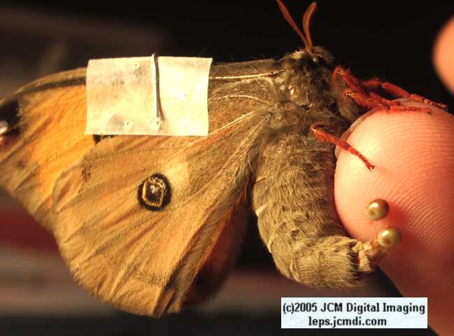 Saturnia mendocino (Mendocino Silkmoth) photos and rearing documentary JCMDI.COM