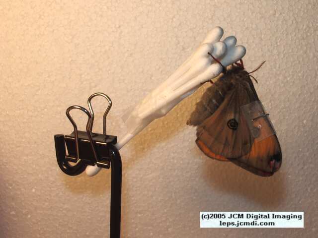 Saturnia mendocino (Mendocino Silkmoth) photos and rearing documentary JCMDI.COM