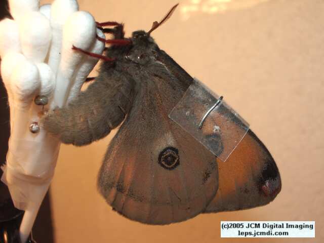 Saturnia mendocino (Mendocino Silkmoth) photos and rearing documentary JCMDI.COM