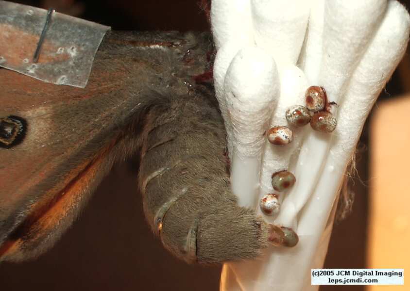 Saturnia mendocino (Mendocino Silkmoth) photos and rearing documentary JCMDI.COM