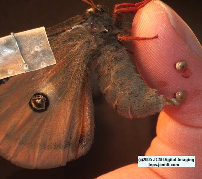 Saturnia mendocino (Mendocino Silkmoth) photos and rearing documentary JCMDI.COM
