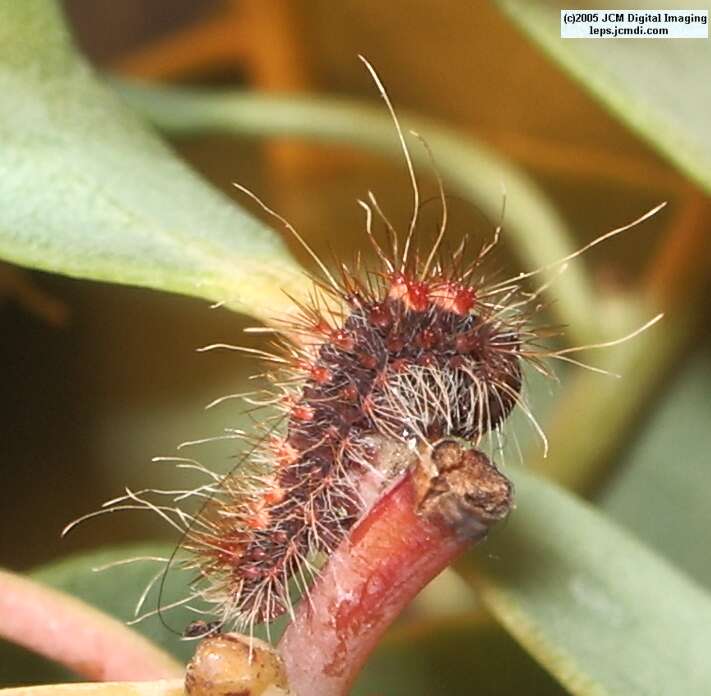 Saturnia mendocino (Mendocino Silkmoth) photos and rearing documentary JCMDI.COM